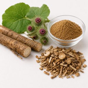 Burdock (Arctium lappa)